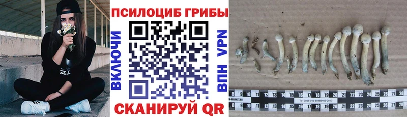 наркошоп  Новоузенск  Псилоцибиновые грибы прущие грибы 